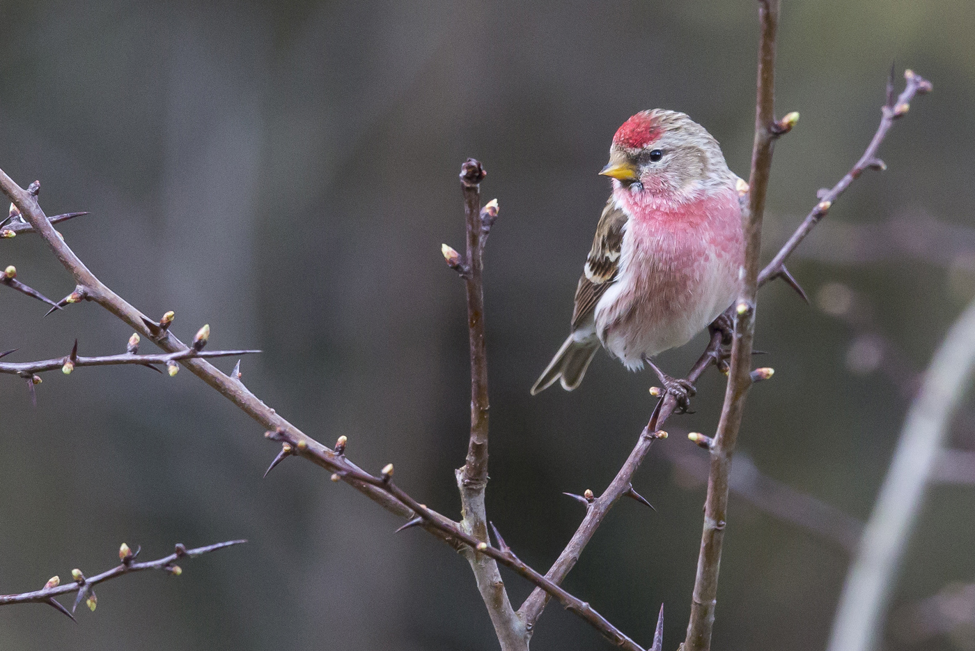  Redpoll 